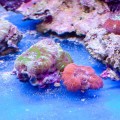 Acanthastrea maxima (Акантастрея максима)