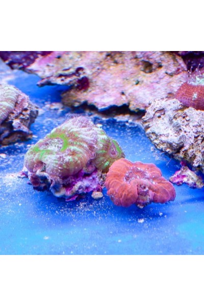 Acanthastrea maxima (Акантастрея максима)