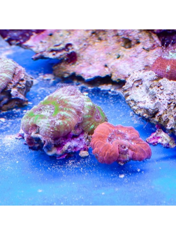 Acanthastrea maxima (Акантастрея максима)