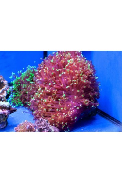 Euphyllia ancora -Эуфиллия Анкора
