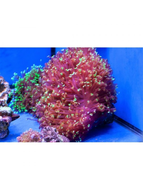 Euphyllia ancora - Еуфілія Анкора