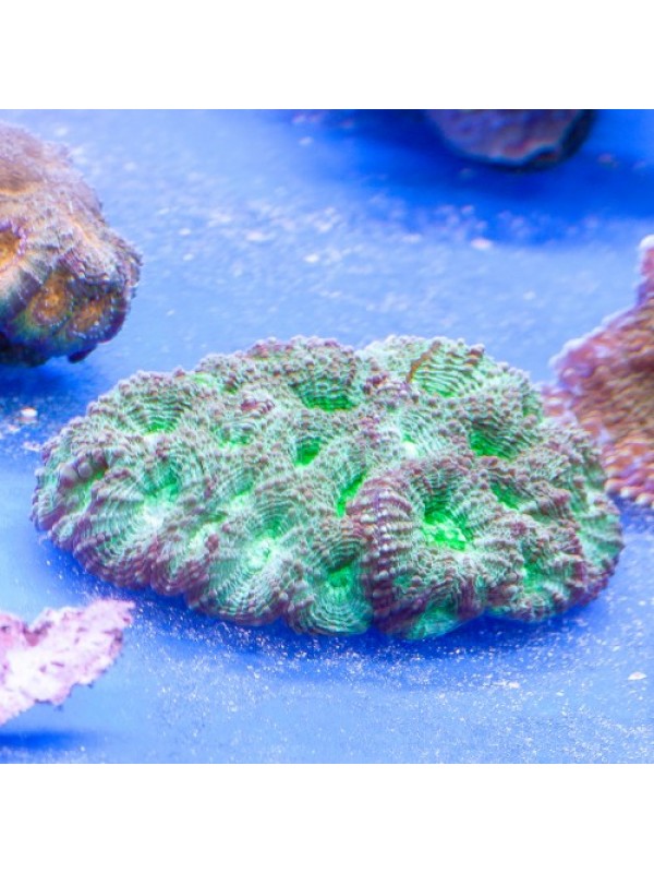 Acanthastrea echinata - Акантастрея эхината