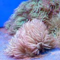 Catalaphyllia jardinei - Каталафилия элегантная