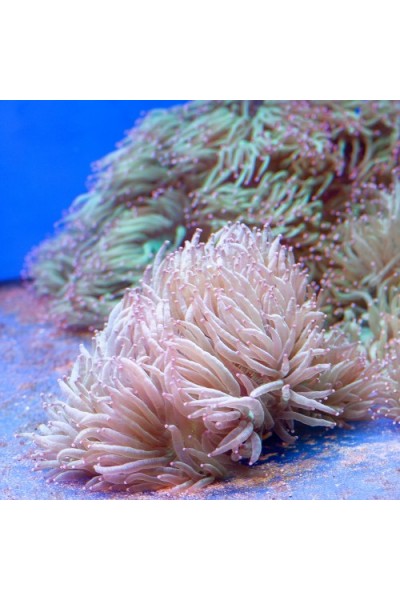 Catalaphyllia jardinei - Каталафилия элегантная