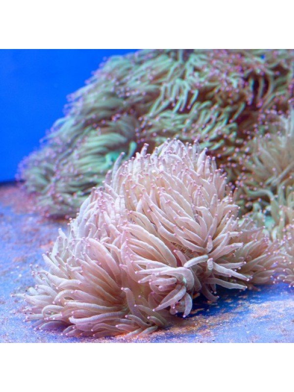 Catalaphyllia jardinei - Каталафилия элегантная