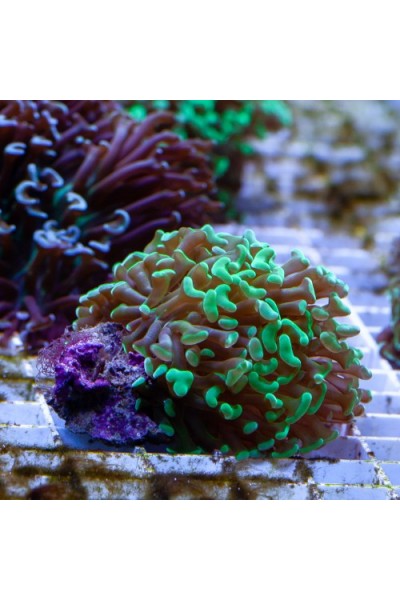 Euphyllia paraancora -Эуфиллия параанкора