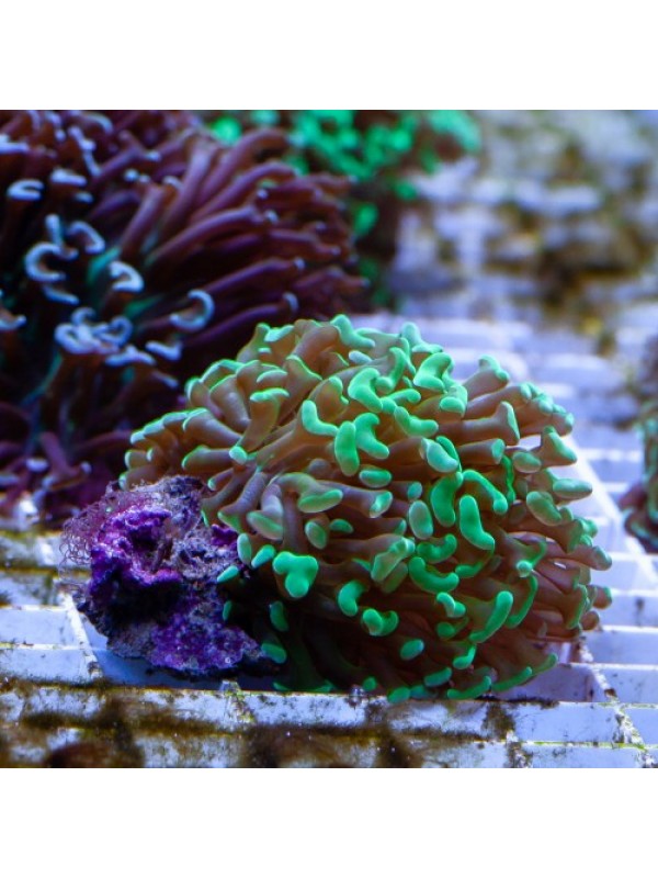 Euphyllia paraancora -Эуфиллия параанкора