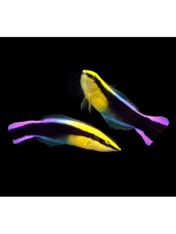 Labroides phthirophagus (губан доктор)