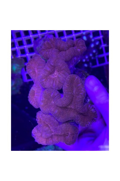 Lobophyllia Premium red