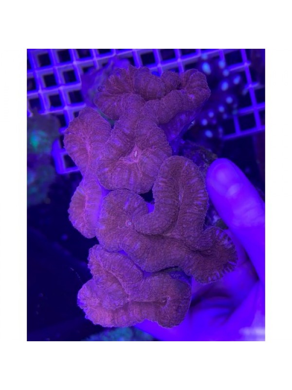 Lobophyllia Premium red