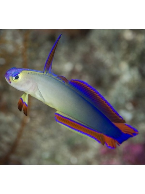 Nemateleotris decora (Пурпурный огненный бычок)