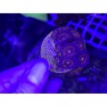Zoanthus Pink demon Зоантусы