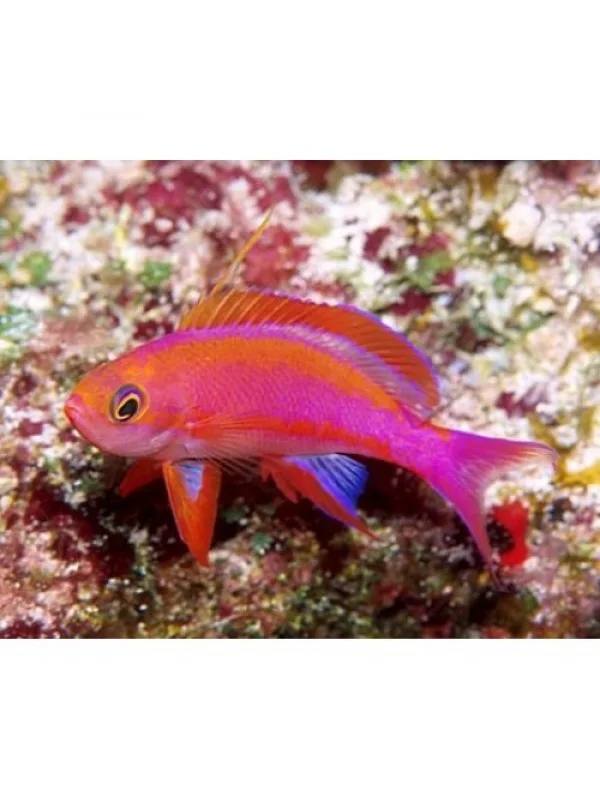 Pseudanthias randalli (Рэндалл Антиас)