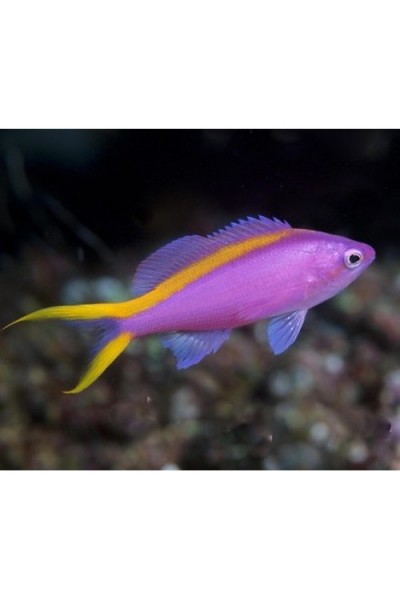 Pseudanthias tuka Антиас Тука
