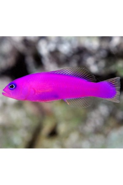 Pseudochromis porphyreus (хибнохроміс фіолетовий)