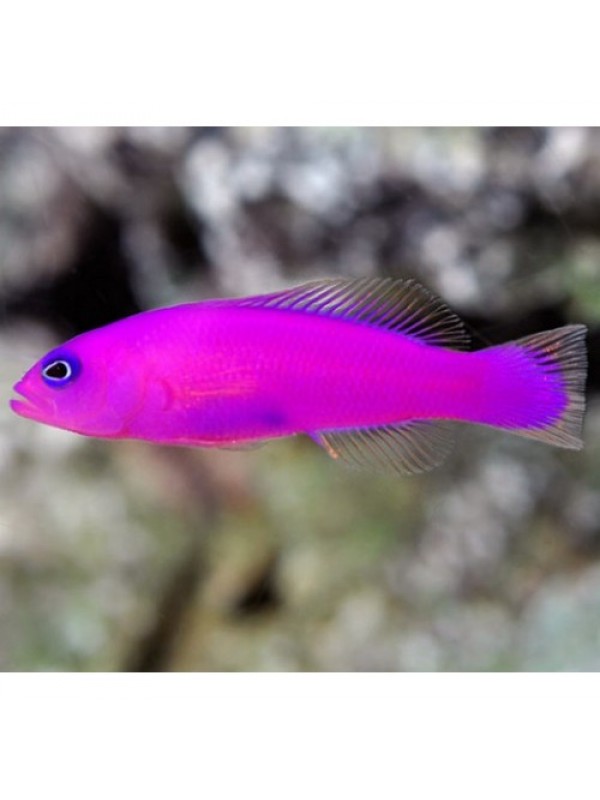 Pseudochromis porphyreus (ложнохромис фиолетовый)