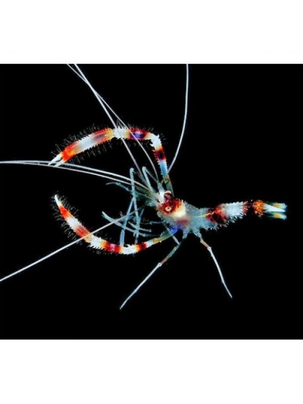 Stenopus hispidus (креветка - боксер)