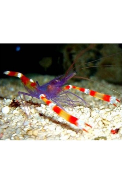Stenopus tenuirostris - блакитна коралова креветка боксер S