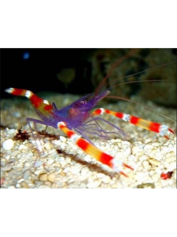 Stenopus tenuirostris - блакитна коралова креветка боксер S