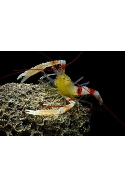 Stenopus zanzibaricus (Креветка-боксер занзібарська)