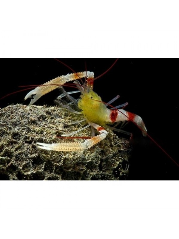 Stenopus zanzibaricus (Креветка-боксер занзибарская)