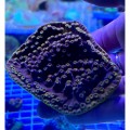 Turbinaria sp. Турбінарію