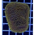 Turbinaria sp. Турбінарію
