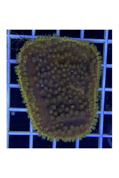 Turbinaria sp. Турбинария
