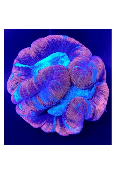 Wellsophyllia radiata red Велсофилия