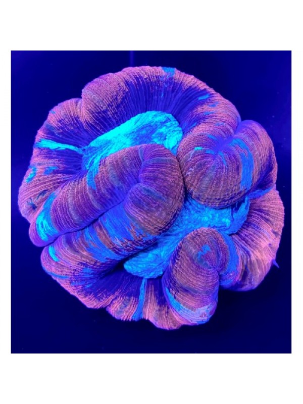 Wellsophyllia radiata red (Велсофілія)