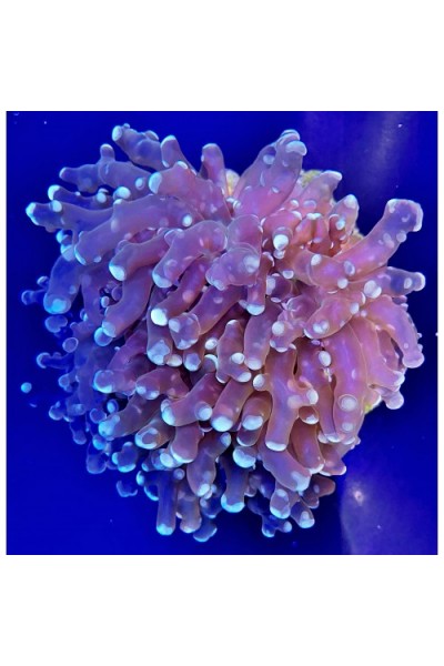 Euphyllia divisa Эуфилия Дивиса