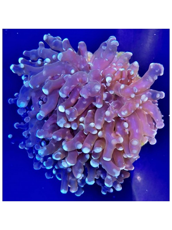 Euphyllia divisa Эуфилия Дивиса