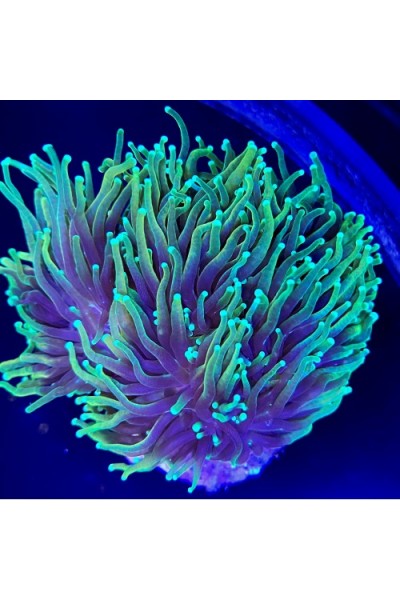 Euphyllia glabrescens golden Эуфиллия факельная