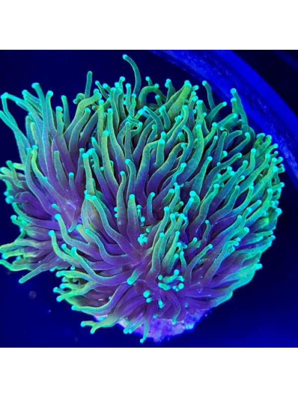 Euphyllia glabrescens golden Эуфиллия факельная