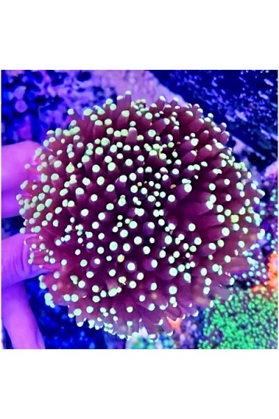 Euphyllia glabrescens Еуфілія факельна