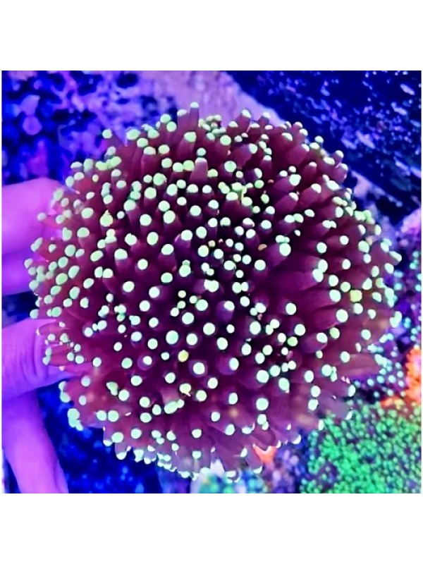 Euphyllia glabrescens Эуфилия факельная