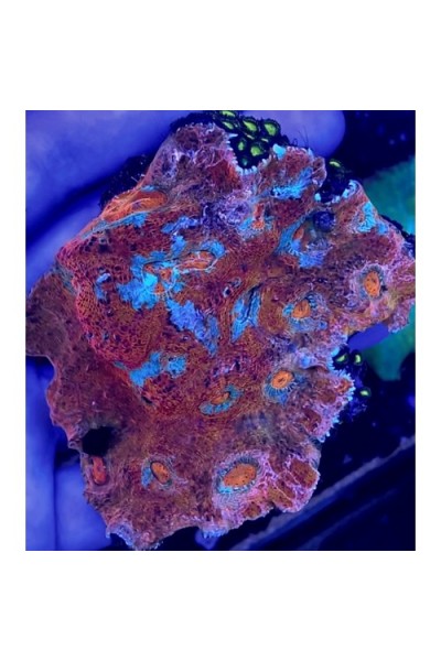 Echinophyllia sp. Chalice (Чалис)