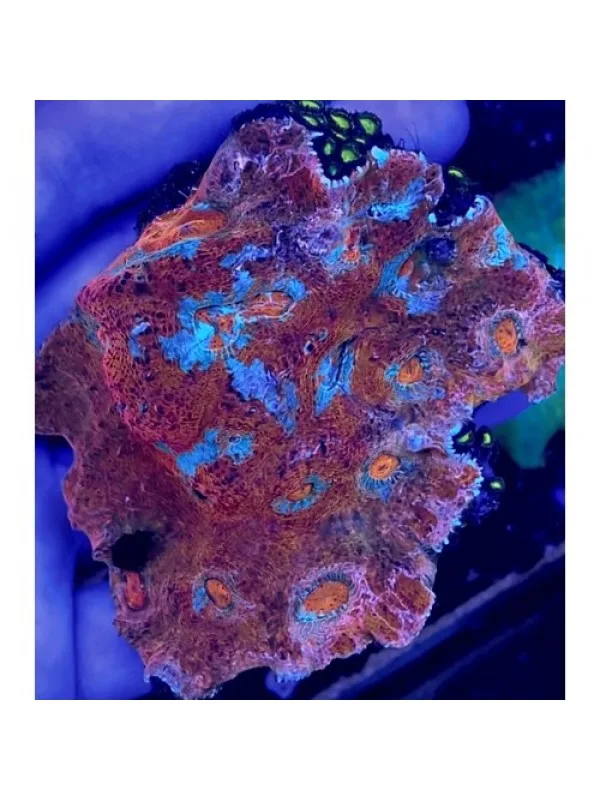 Echinophyllia sp. Chalice (Чаліс)