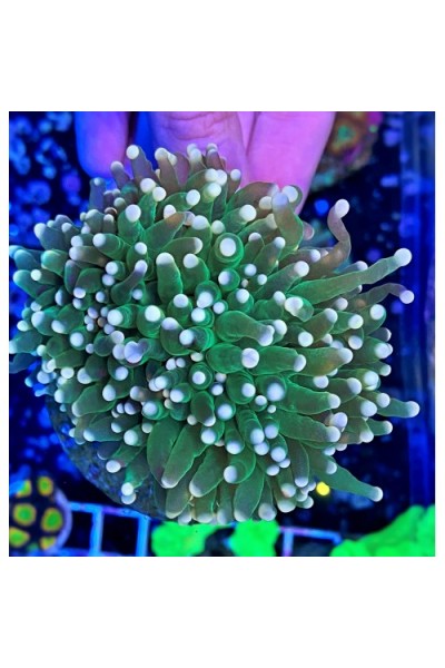Euphyllia glabrescens green tip Еуфілія факельна