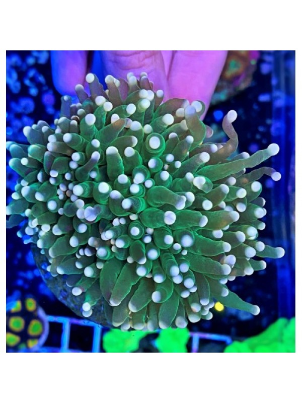 Euphyllia glabrescens green Эуфилия факельная