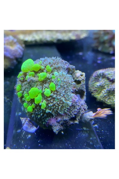Родактис Bounce Mushroom Coral