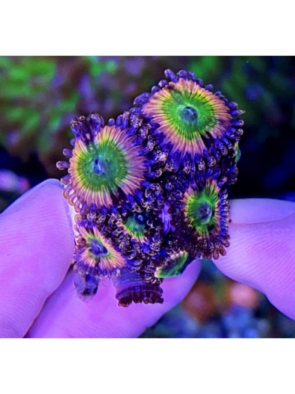 Candy Apple Pink Zoa зоантуси