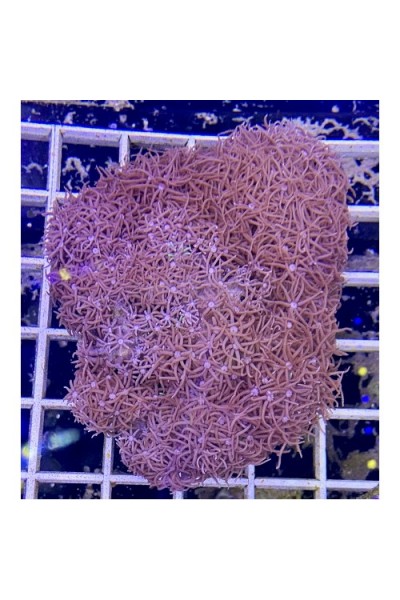 Clavularia sp (Клавулярия)