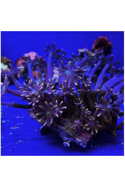 cornularia orange корнулярия