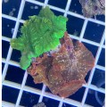 Discosoma sp. зеленая + красная Fluo (Морские 'грибы')
