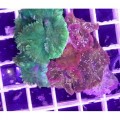 Discosoma sp. зеленая + красная Fluo (Морские 'грибы')