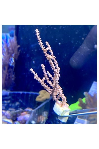 Euplexaura sp. Горгонарія Еуплексаура