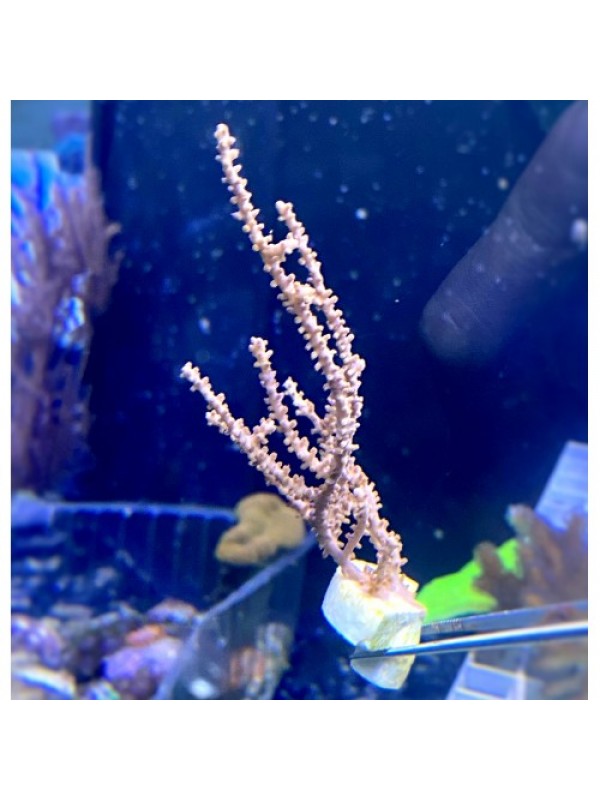 Euplexaura sp. Горгонария Эуплексаура