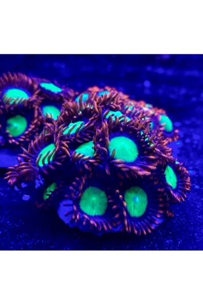 Zoanthus Goblin's Fire Зоантуси