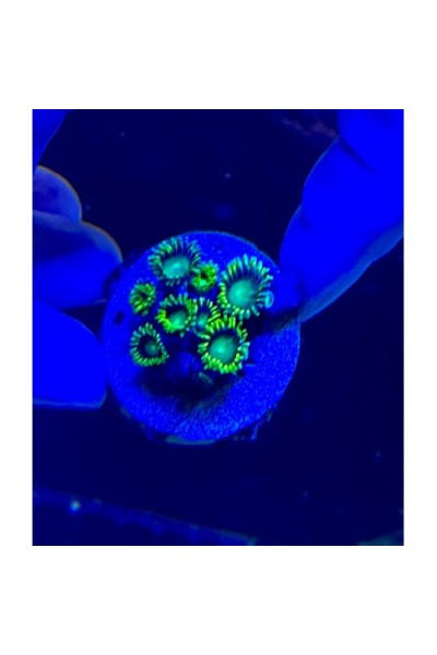 Zoanthus spp Зоантуси